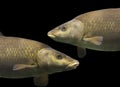 Common barbel, Barbus barbus, is a species of freshwater fish