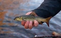 Common Barbel, Barbus barbus. fish on hand