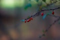 Common Barberry Berberis vulgaris