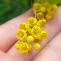 Common barberry (Berberis vulgaris)