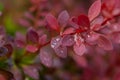 Common Barberry Berberis Vulgaris With Drops Waters Close Up Royalty Free Stock Photo