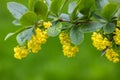 Common barberry Berberis vulgaris or European barberry, a shrub in the genus Berberis, family Berberidaceae