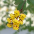 Common barberry (Berberis vulgaris)