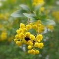 Common barberry (Berberis vulgaris)