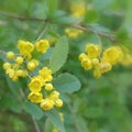 Common barberry (Berberis vulgaris)