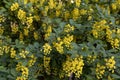 Common barberry in bloom