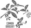 Common barberry plant silhouette vector illustration