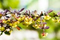 Common barberry purple cloak flower Berberis vulgaris in the