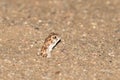 Common Barking Gecko