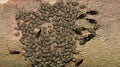 Common Barklouse colony Cerastipsocus venosus gathered on a Crepe Myrtle tree branch. Royalty Free Stock Photo