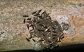 Common Barklouse colony on a tree branch. Royalty Free Stock Photo