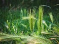 Common barley (Hordeum vulgare L.) - a species of plant in the family of grasses. Royalty Free Stock Photo
