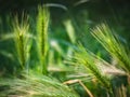 Common barley (Hordeum vulgare L.) - a species of plant in the family of grasses. Royalty Free Stock Photo