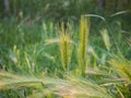 Common barley (Hordeum vulgare L.) - a species of plant in the family of grasses. Royalty Free Stock Photo