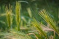 Common barley (Hordeum vulgare L.) - a species of plant in the family of grasses. Royalty Free Stock Photo