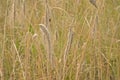 Golden flowering common barley in a field