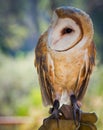 Common Barn Owl