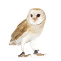 Common Barn Owl (4 mounths) Royalty Free Stock Photo