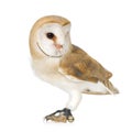 Common Barn Owl (4 mounths)