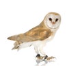 Common Barn Owl (4 mounths) Royalty Free Stock Photo