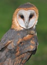 Common Barn Owl