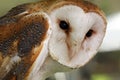 Common Barn Owl