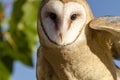 Common Barn Owl in Autumn Setting Royalty Free Stock Photo