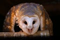 Common barn owl Royalty Free Stock Photo
