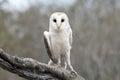 Common Barn Owl (Tyto alba)