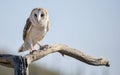 Common barn owl Tyto alba 2