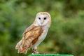 The Common Barn Owl, Tyto alba Royalty Free Stock Photo