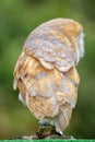 The Common Barn Owl, Tyto alba Royalty Free Stock Photo