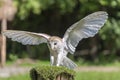 Common barn owl Tyto alba