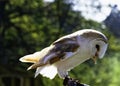 Common barn owl  Tyto alba in Warwick, UK Royalty Free Stock Photo