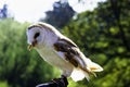 Common barn owl  Tyto alba in Warwick, UK Royalty Free Stock Photo