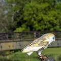 Common barn owl  Tyto alba in Warwick, UK Royalty Free Stock Photo