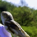 Common barn owl  Tyto alba in Warwick, UK Royalty Free Stock Photo