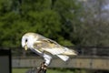 Common barn owl  Tyto alba in Warwick, UK Royalty Free Stock Photo