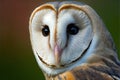 Common barn owl tyto albahead close up, digital illustration painting Royalty Free Stock Photo