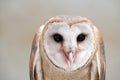 Common barn owl ( Tyto albahead ) close up Royalty Free Stock Photo