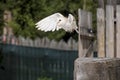 common barn owl Tyto albahead flying in a falconry birds of prey reproduction center Royalty Free Stock Photo