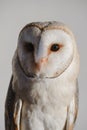 common barn owl Tyto albahead head close up