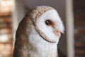 common barn owl Tyto albahead head close up