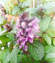 Purple basil flower Inflorescence, an important herbal medicinal and aromatic plant. Illustration.