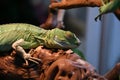 Common basilisk, or common basilisk Basiliscus Basiliscus LAT. Royalty Free Stock Photo
