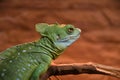 Common basilisk, or common basilisk Basiliscus Basiliscus LAT. Royalty Free Stock Photo