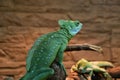 Common basilisk, or common basilisk Basiliscus Basiliscus LAT. Royalty Free Stock Photo
