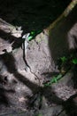 Common basilisk in Palenque archaeological site, Mexico