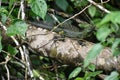 Dark green Basilisk on a tree in Costa Rica