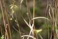 Common Baskettail Dragonfly